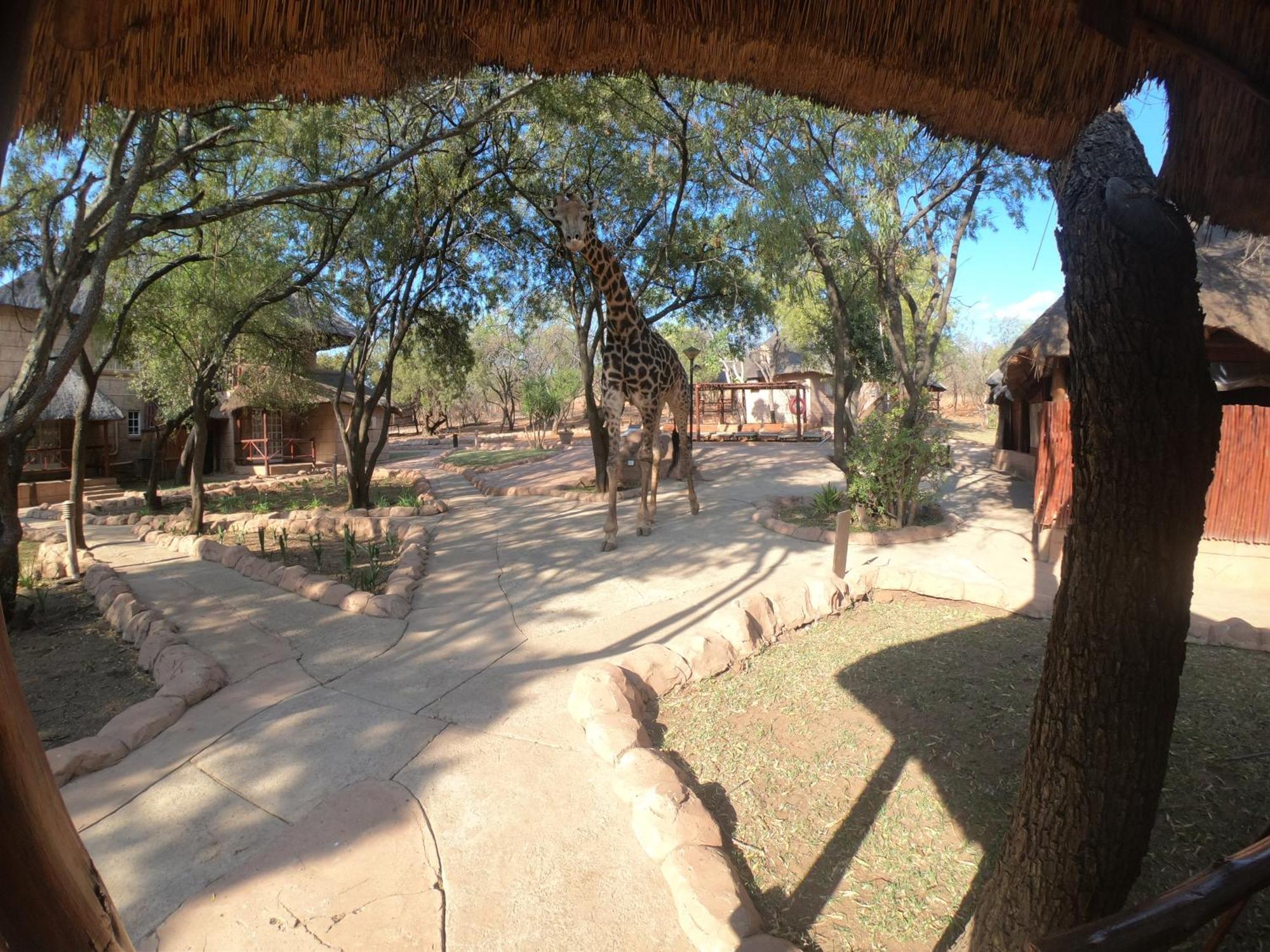 קלינאן Zebra Nature Reserve חדר תמונה